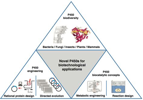 Mempro™ Cell-Free Cytochrome P450 Production - Creative Biostructure