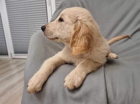 Piesek Szczeniak Golden Retriever Krak W Bie An W Prokocim Olx Pl