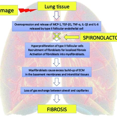 Bradykinin pathway in pulmonary inflammation and injury. PK: Plasma ...