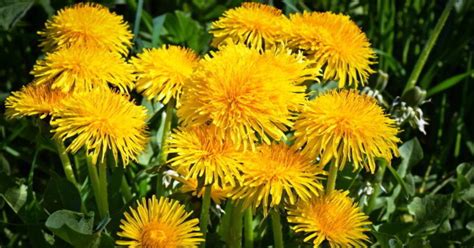 Dandelion Flower Health Benefits Make Them Good For Us - Do Eat Some