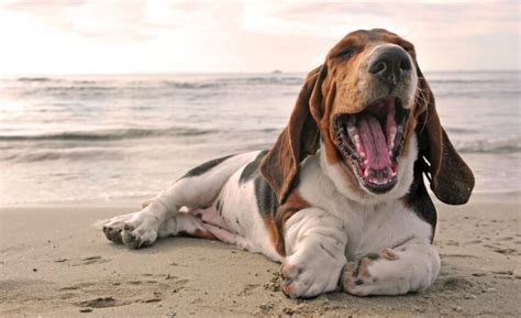 25 Basset Hound Mixed Breeds: Short & Sweet!