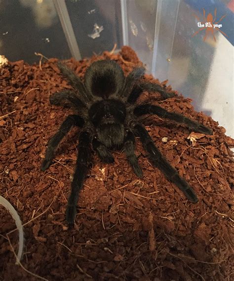 The 8th Page Tarantulas! | Grammostola pulchra | Brazilian Black (0.1.0...