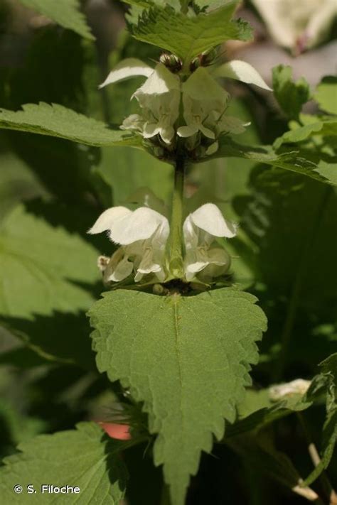 Lamier Blanc Lamium Album Biodiv Pays De La Loire Pays De La Loire