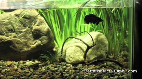 20 Gallon Long Betta Tank Video 1 Youtube