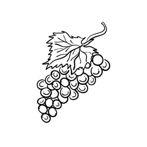 Dessin De Contour D une Grappe De Raisins Vector Illustration Isolé Sur