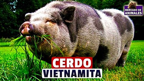 Cerdo Vietnamita Enano La Mascota Perfecta Para Tu Hogar Youtube