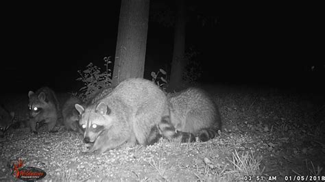 #Raccoon #Wildlife #Outdoors #Eating - YouTube