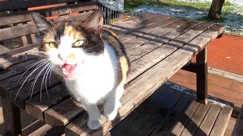 Calico Cat Meowing Extremely Loud To Tell Me Something Youtube