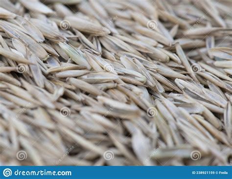 Rye Grass Seed Stock Image Image Of Plant Delicious 238921159