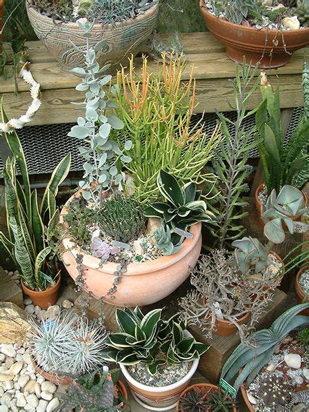 Desert Succulents | Hardy plants, Succulents, Plants