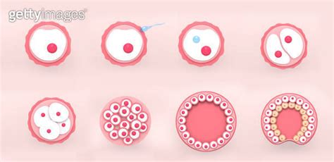 The stages of segmentation of a fertilized ovum 1305271910 게티이미지뱅크