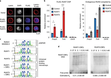 The Runx1 And Runx3 Runt Domains Have Different Dna Binding Download Scientific Diagram