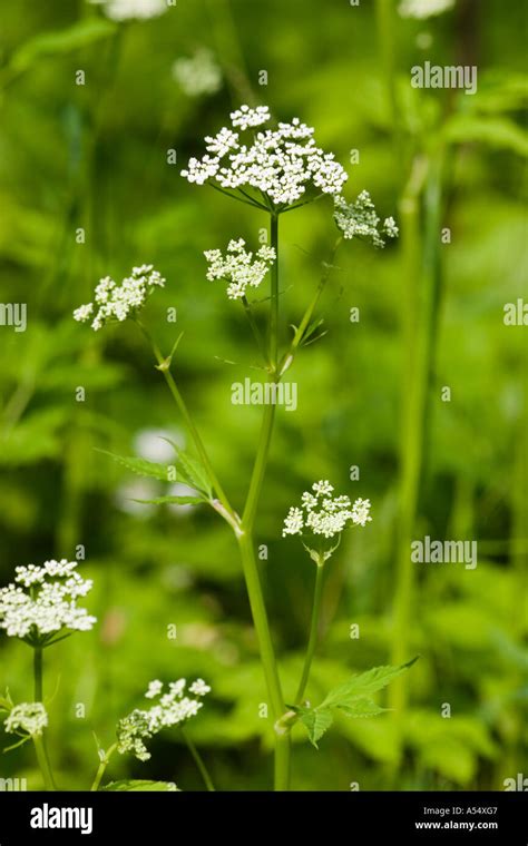 Ground Elder Aegopodium Podagraria Germany Stock Photo Alamy