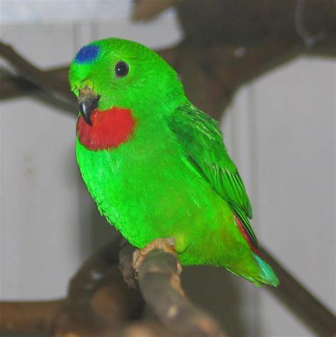 Malay Hanging Parrot | Burung Serindit: Cara Kenal Jantan Betina Burung ...