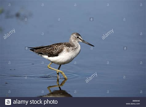 Greenshank Tringa Nebularia In Pond At Montrose Basin Reserve Angus