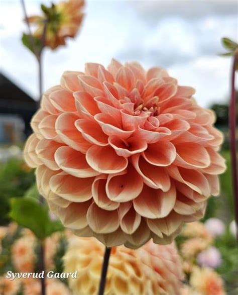 Dahlia Apricona Nyhet Syverud Gaard