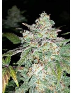 Mephisto Genetics Seeds Rabatt Auf Dein Saatgut