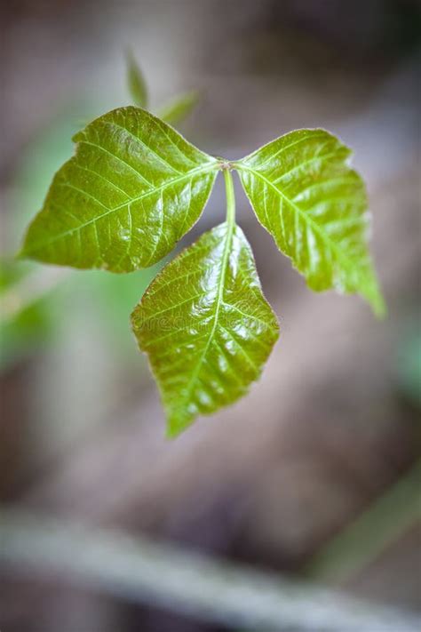 117 Poison Ivy Leaf Close Up Stock Photos Free And Royalty Free Stock