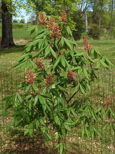 Aesculus Sylvatica Georgiana Georgia Painted Buckeye The Dawes