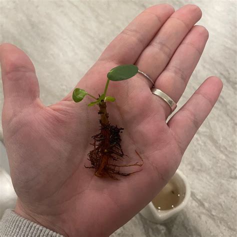 Propagating Chinese Money Plant 💰 Step By Step Guide