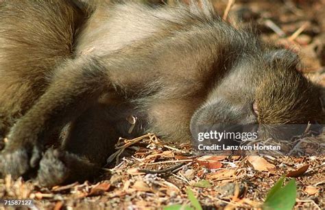 Sleeping Baboon Photos And Premium High Res Pictures Getty Images