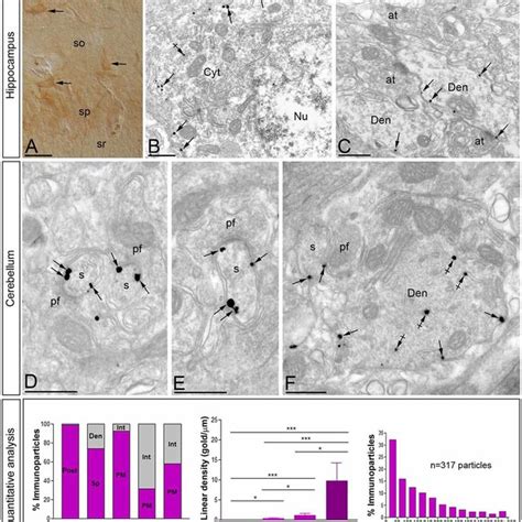 Cellular And Subcellular Localization Of Cav3 1 In The Brain