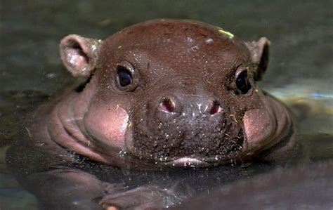 If You Ever Get Sad Just Look At This Baby Hippo Raww