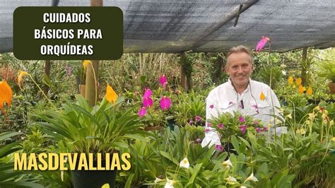 Cuidados Básicos para Orquídeas Masdevallias YouTube