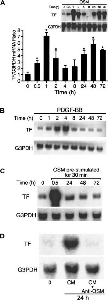 OSM Induces Biphasic TF MRNA Expression A B Kinetics Of TF MRNA