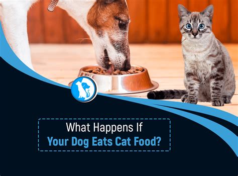 Can A Dog Eat Cat Food Once Shop