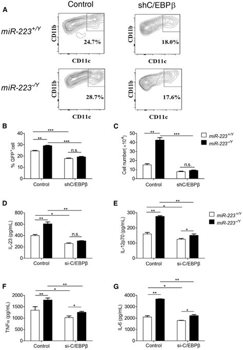 Knockdown Of Cebpb Reversed The Phenotype And Functions Of Mir223 Ày