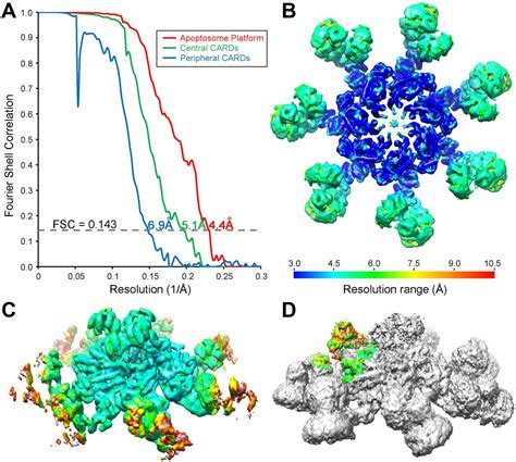 Mechanistic Insights Into Caspase 9 Activation By The Structure Of The