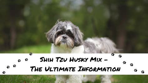 Shih Tzu Husky Mix - The Ultimate Information