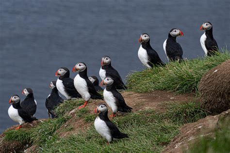 Grimsey Island - Arctic Circle, Iceland