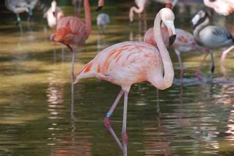 Por qué los flamencos se paran en una pata 3 RAZONES principales