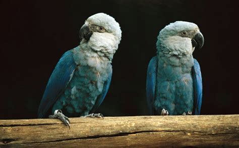 Spix's Macaw believed to be extinct in the wild - Aviculture Hub