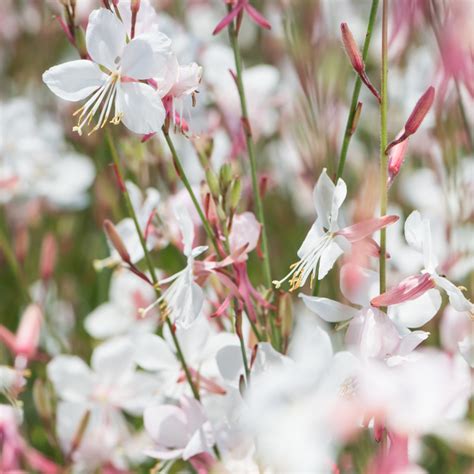 Szkółka Bylin Dobrepole Gaura Lindheimeri Geyser White Gaura