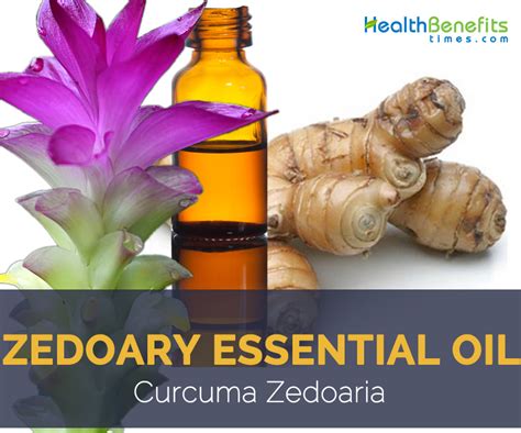 Zedoary essential oil facts and health benefits