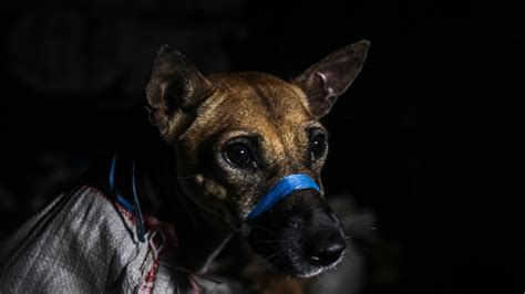 Lagi Penggerebekan Rumah Jagal Membuka Peta Perdagangan Daging Anjing