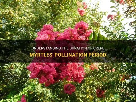 Understanding The Duration Of Crepe Myrtles Pollination Period Shuncy