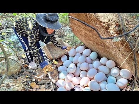 Wow A Female Fisherman Pick Duck Eggs Catch A Lot Of Strange Snail