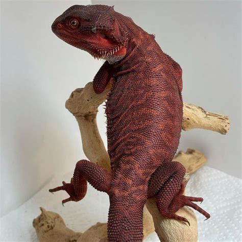 This Gorgeous Red Rubied Bearded Dragon NatureIsFuckingLit Bearded