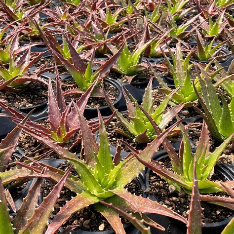 Aloe Dorotheae Sunset Aloe 45 Pot Little Prince To Go