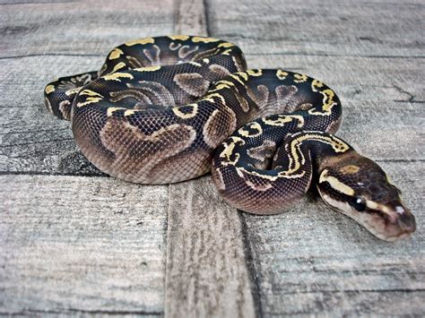 Calico Ghi Mojave - Morph List - World of Ball Pythons