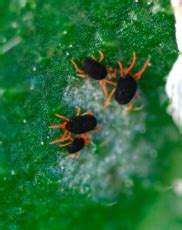 Red Legged Earth Mites The Key To Effective Intervention In Crops And