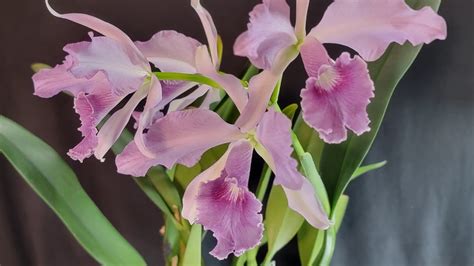 Cattleya Canhamiana Coerulea Azure Sky Spotlight Youtube