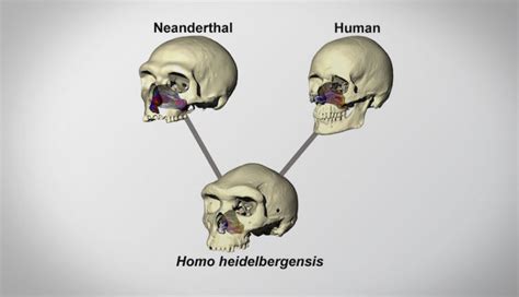 differences between Neanderthal skulls and human skulls - Anatomy Info