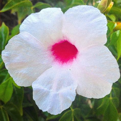 Pink Bower Vine Pandorea Jasminoides Rosea Found Near Rockridge