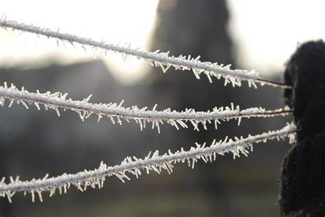 Free Images Branch Snow Cold Winter Fence White Leaf Flower