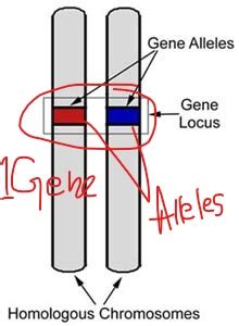 Gene And Allele Diagram